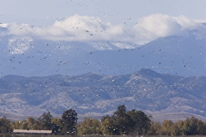 Mixed flock in flight - Ross's Geese (Chen rossii) and Snow Geese (Chen caerulescens) Mixed flock in flight - Ross's Geese (Chen rossii) and Snow Geese (Chen caerulescens)