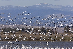 Mixed flock in flight - Ross's Geese and Snow Geese (Chen caerulescens) Mixed flock in flight - Ross's Geese and Snow Geese (Chen caerulescens)
