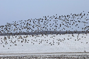 Mixed flock of Red-Breasted and White-fronted geese (Anser albifrons) - In flight Mixed flock of Red-Breasted and White-fronted geese (Anser albifrons) - In flight