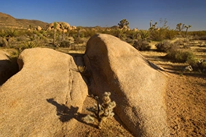 Mojave Desert - rock boulders, Teddy Bear Chollas, Joshua Trees (Yucca brevifolia Mojave Desert - rock boulders, Teddy Bear Chollas, Joshua Trees (Yucca brevifolia