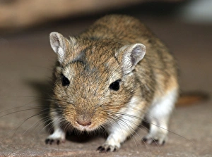 Mongolian Gerbil - juvenile Mongolian Gerbil - juvenile