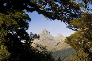 Mountain scenery - peak of a mountain seen through a window of Southern Beeches heavily Mountain scenery - peak of a mountain seen through a window of Southern Beeches heavily