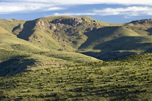 Mountain Zebra National Park - Evening light, Eastern Cape, South Africa Mountain Zebra National Park - Evening light, Eastern Cape, South Africa