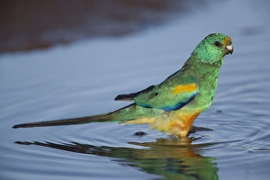 Mulga Parrot - male drinking at a small waterhole east of Ti Tree Mulga Parrot - male drinking at a small waterhole east of Ti Tree