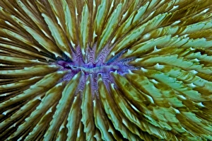 Mushroom Coral - unlike most hard corals this species lives detached from a solid base Mushroom Coral - unlike most hard corals this species lives detached from a solid base