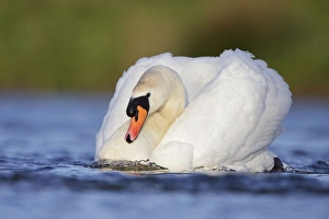 Mute Swans - male bird in a 'slide' powering through the water creating a bow of Mute Swans - male bird in a 'slide' powering through the water creating a bow of