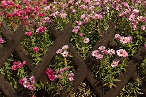 New England Asters - pink and dark red coloured New England Asters growing behind a New England Asters - pink and dark red coloured New England Asters growing behind a
