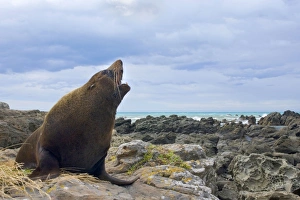 New Zealand Fur Seal - adult male sitting on rock showing off New Zealand Fur Seal - adult male sitting on rock showing off