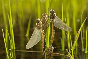 Newly-emerged dragonflies with nymphal cases (exuviae) in high-altitude lake Newly-emerged dragonflies with nymphal cases (exuviae) in high-altitude lake