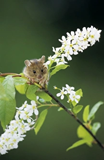 Northern Birch Mouse - feeds on bird cherry (Prunus padus L.) buds and flowers Northern Birch Mouse - feeds on bird cherry (Prunus padus L.) buds and flowers