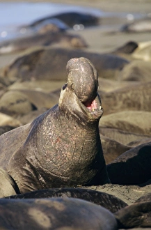 Northern Elephant SEAL - Male, threatening rivals Northern Elephant SEAL - Male, threatening rivals