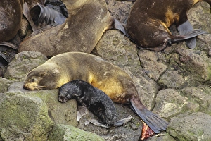 Northern Fur Seal -female rests after giving birth to pup, after birth near her tail Northern Fur Seal -female rests after giving birth to pup, after birth near her tail
