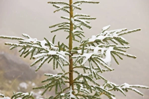 Norway Spruce tree covered with light snow and frost, high in the Fagaras Mountains Norway Spruce tree covered with light snow and frost, high in the Fagaras Mountains