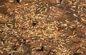 Nosy termites - worker and soldier each being ridden by a Jockey beetle Nosy termites - worker and soldier each being ridden by a Jockey beetle
