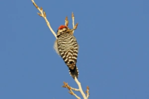 Nuttall's Woodpecker Nuttall's Woodpecker