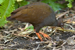 Orange-footed Scrubfowl - adult is combing the ground for insects to feed on Orange-footed Scrubfowl - adult is combing the ground for insects to feed on