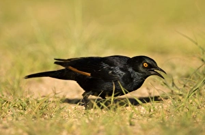 Pale Winged Starling - Searching for food in the grass near the Spitzkoppe Mountain Pale Winged Starling - Searching for food in the grass near the Spitzkoppe Mountain
