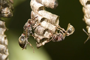 Two Paper Wasps - tend cells on their comb'-like nest. The wasps build a single vertical comb from wood pulp mixed with saliva, and hang it from a stalk Two Paper Wasps - tend cells on their comb'-like nest. The wasps build a single vertical comb from wood pulp mixed with saliva, and hang it from a stalk