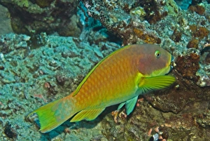 Parrotfish - Carrying away a piece of what looks like coral in its mouth Parrotfish - Carrying away a piece of what looks like coral in its mouth