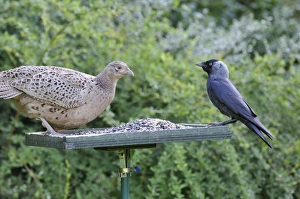 Pheasant (female) - with Jackdaw (Corvus monedula) on bird feeding table Pheasant (female) - with Jackdaw (Corvus monedula) on bird feeding table