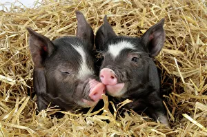 Pig - Berkshire piglet in straw Pig - Berkshire piglet in straw
