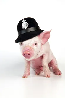 PIG - Piglet sitting wearing a police hat PIG - Piglet sitting wearing a police hat