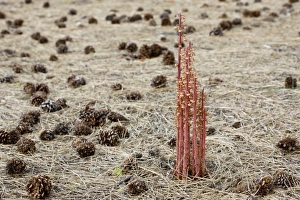 Pinedrops - a saprophyte or myco-heterotrophs, found in pine woodlands Pinedrops - a saprophyte or myco-heterotrophs, found in pine woodlands