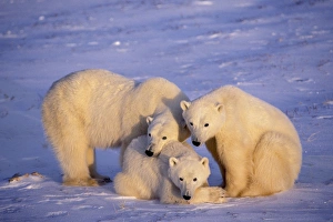 Polar bear - family, mother with two second year cubs. November Polar bear - family, mother with two second year cubs. November