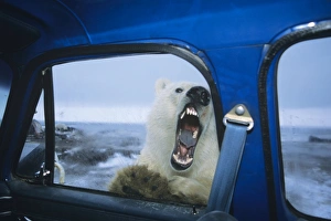 Polar Bear - looking through door window of pickup truck - kind of like looking for lunch Polar Bear - looking through door window of pickup truck - kind of like looking for lunch