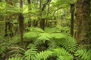 pristine rainforest - with many tree fern and lush moss- and lichen-covered native trees along path to Moria Gate Arch pristine rainforest - with many tree fern and lush moss- and lichen-covered native trees along path to Moria Gate Arch