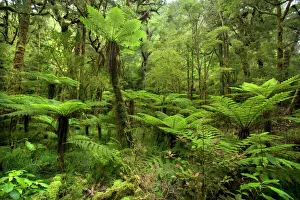 pristine rainforest - with many tree ferns and lush moss - and lichen-covered native trees along path to Moria Gate Arch pristine rainforest - with many tree ferns and lush moss - and lichen-covered native trees along path to Moria Gate Arch