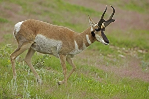Pronghorn / Prong Buck / Pronghorn Antelope Pronghorn / Prong Buck / Pronghorn Antelope