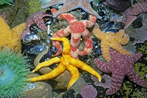 Purple / Ochre Sea Star - with Giant Green Anemone (Anthopleura xanthogrammica Purple / Ochre Sea Star - with Giant Green Anemone (Anthopleura xanthogrammica