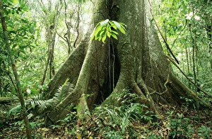 RAINFOREST - Big Ceiba tree at Manu Lodge, Amazon Basin. Buttress roots RAINFOREST - Big Ceiba tree at Manu Lodge, Amazon Basin. Buttress roots