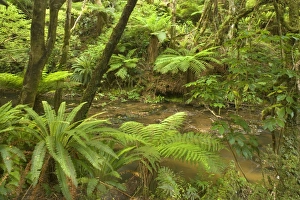 Rainforest - river flowing through lush temperate rainforest with different kinds of Rainforest - river flowing through lush temperate rainforest with different kinds of