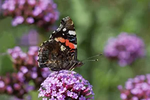 Red Admiral Butterfly - On Verbena bonariensis flower Red Admiral Butterfly - On Verbena bonariensis flower