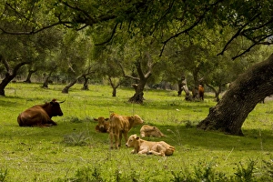 Red Andalucian cattle with calves grazing in Holm Oak dehesa Red Andalucian cattle with calves grazing in Holm Oak dehesa