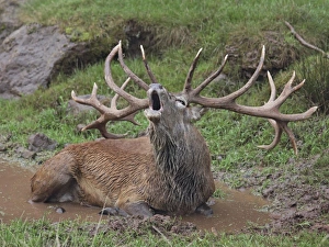 Red Deer - lying down in puddle - in rut - buck belling Red Deer - lying down in puddle - in rut - buck belling