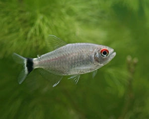 Red-eyed tetra / Yellow-banded moenkhausia - side view, tropical freshwater Red-eyed tetra / Yellow-banded moenkhausia - side view, tropical freshwater