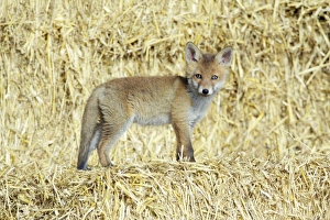 Red Fox - standing on straw bales cub in open barn Red Fox - standing on straw bales cub in open barn