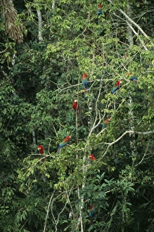 Red & Green / Red & Blue Macaw - Waiting to descend on a clay lick Red & Green / Red & Blue Macaw - Waiting to descend on a clay lick