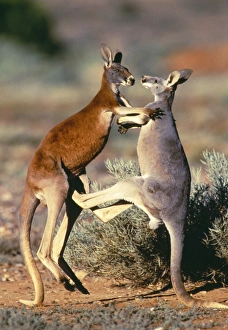 Red Kangaroo - x2 young males of 2 colour phases, blue & red, sparring Red Kangaroo - x2 young males of 2 colour phases, blue & red, sparring