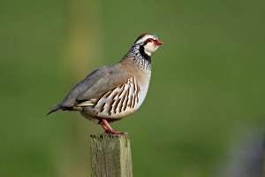 Red-Legged Partridge - male calling from fence post Red-Legged Partridge - male calling from fence post