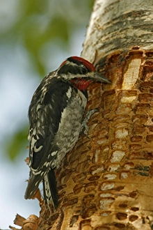 Red-naped Sapsucker - Perched on tree trunk where rows of shallow holes have been drilled Red-naped Sapsucker - Perched on tree trunk where rows of shallow holes have been drilled
