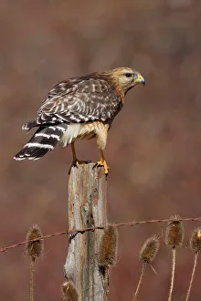Red-shouldered Hawk - female perched on fence post Red-shouldered Hawk - female perched on fence post