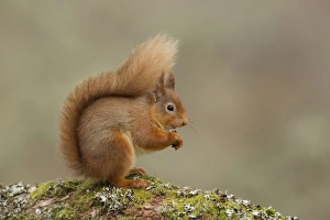 Red Squirrel - resting and eating nuts on a lichen covered log - February Red Squirrel - resting and eating nuts on a lichen covered log - February