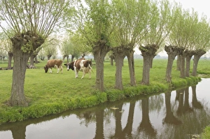 Red and White Cattle - Females in a meadow with ditch and pollard willows Red and White Cattle - Females in a meadow with ditch and pollard willows