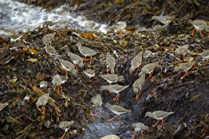 Redshank - and Turnstone (Arenaria interpres), flock feeding on creatures in the seaweed Redshank - and Turnstone (Arenaria interpres), flock feeding on creatures in the seaweed