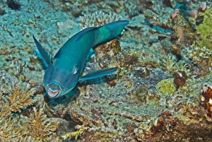 Redtail Parrotfish - One of the most wary of parrotfishes, The terminal male is bright yellow with pink touches. Note how one eye looks at the photographer and the other towards the rear Redtail Parrotfish - One of the most wary of parrotfishes, The terminal male is bright yellow with pink touches. Note how one eye looks at the photographer and the other towards the rear