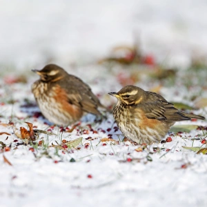 Redwing - in winter - on snow covered ground foraging for rowen berries Redwing - in winter - on snow covered ground foraging for rowen berries